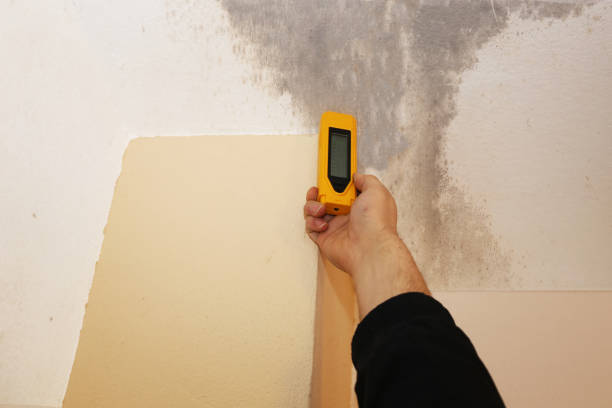 Best Industrial Mold Remediation  in Rogue River, OR