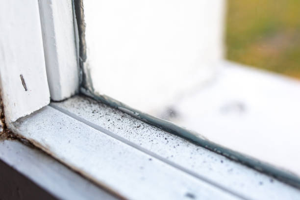 Best Crawl Space Mold Remediation  in Rogue River, OR