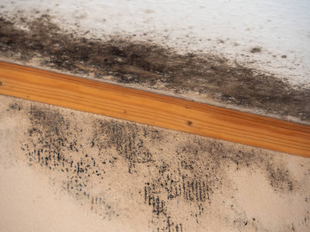 Best Water Damage & Mold Remediation  in Rogue River, OR