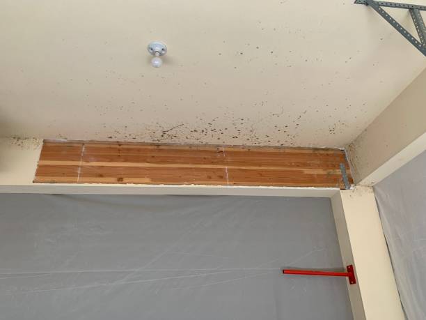 Best Dehumidification Services  in Rogue River, OR