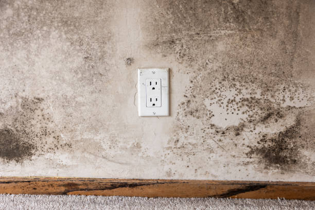 Best Mold Remediation for Healthcare Facilities  in Rogue River, OR