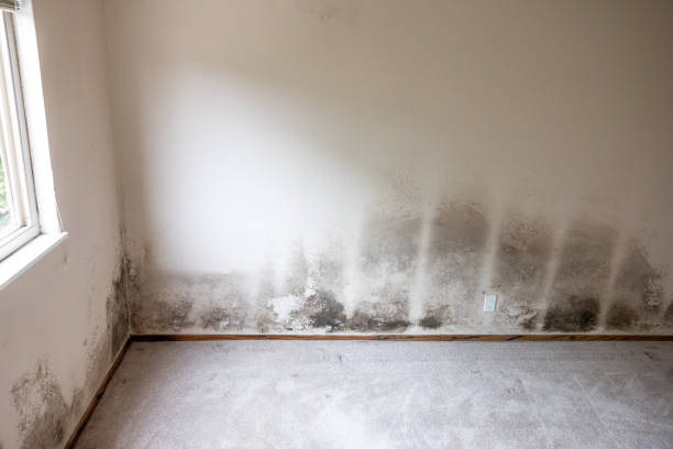 Best Emergency Mold Remediation  in Rogue River, OR