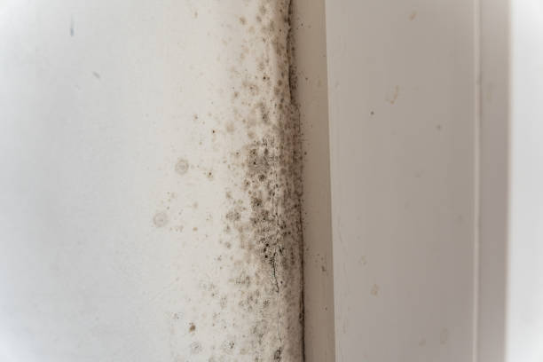 Trusted Rogue River, OR Mold Removal Experts