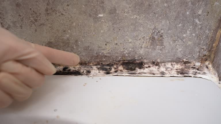  Rogue River, OR Mold Removal Pros